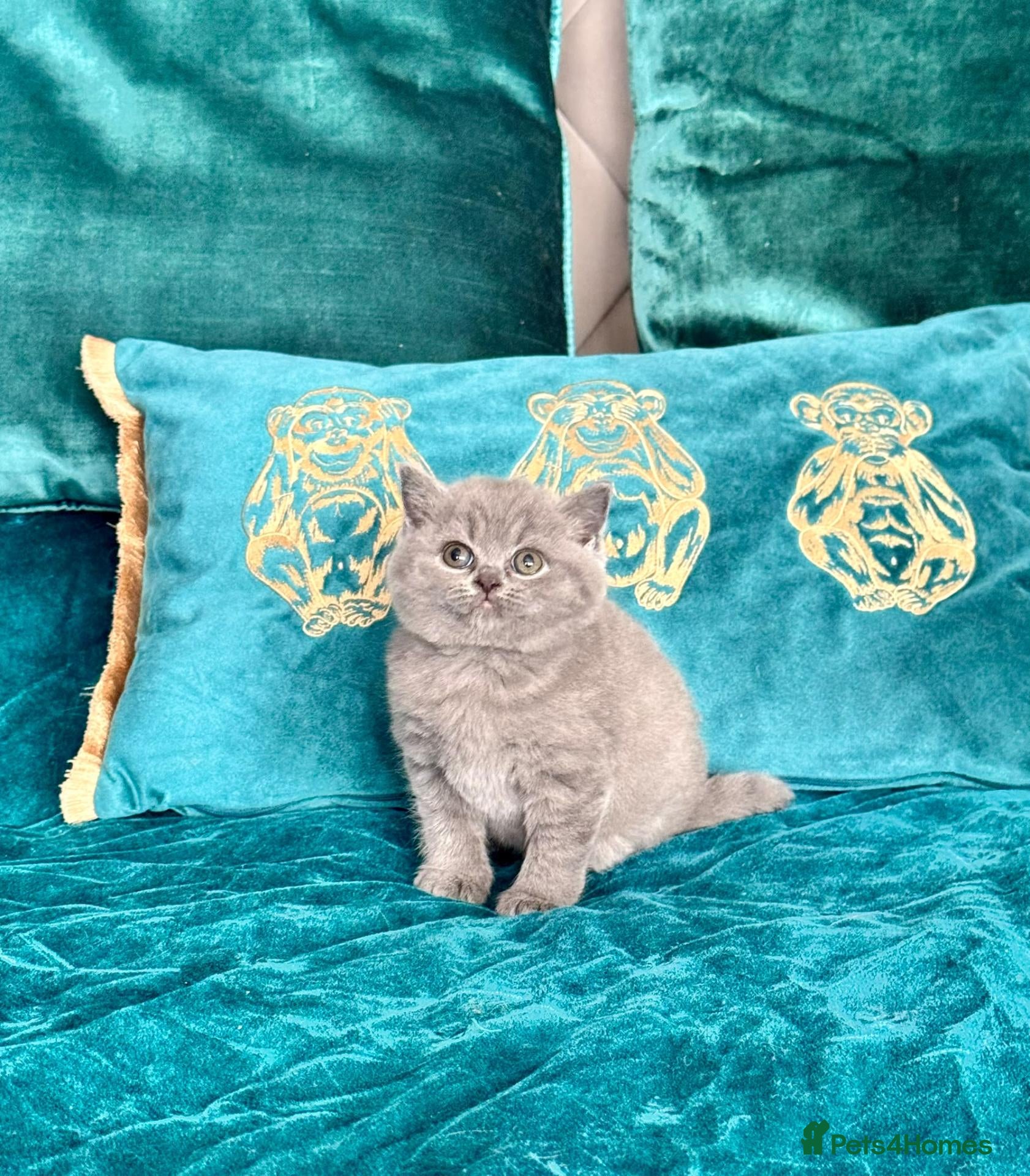 British Shorthair cats 🇬🇧👑🇬🇧💙British Shorthair😻💙Gccf chunky girls - Advert 2