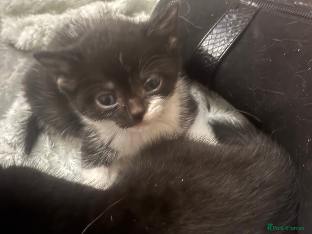 Mixed Breed cats for sale: Adorable Fluffy Kittens - Advert 36