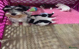 Miniature Schnauzer dogs for sale: 5* LICENSED KC MINI (TOY) SCHNAUZER LITTER - Advert 5