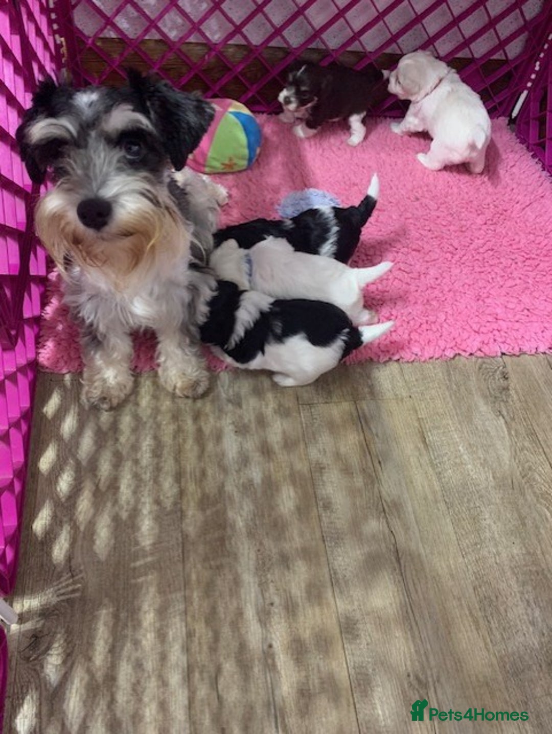 Miniature Schnauzer dogs for sale: 5* LICENSED KC MINI (TOY) SCHNAUZER LITTER - Advert 5