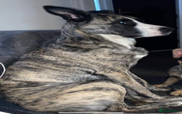 Mixed Breed dogs for sale: Lovely lady looking for good home - Image 4