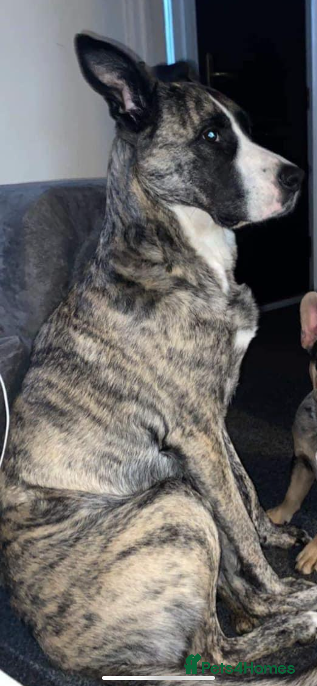 Mixed Breed dogs for sale: Lovely lady looking for good home - Image 4