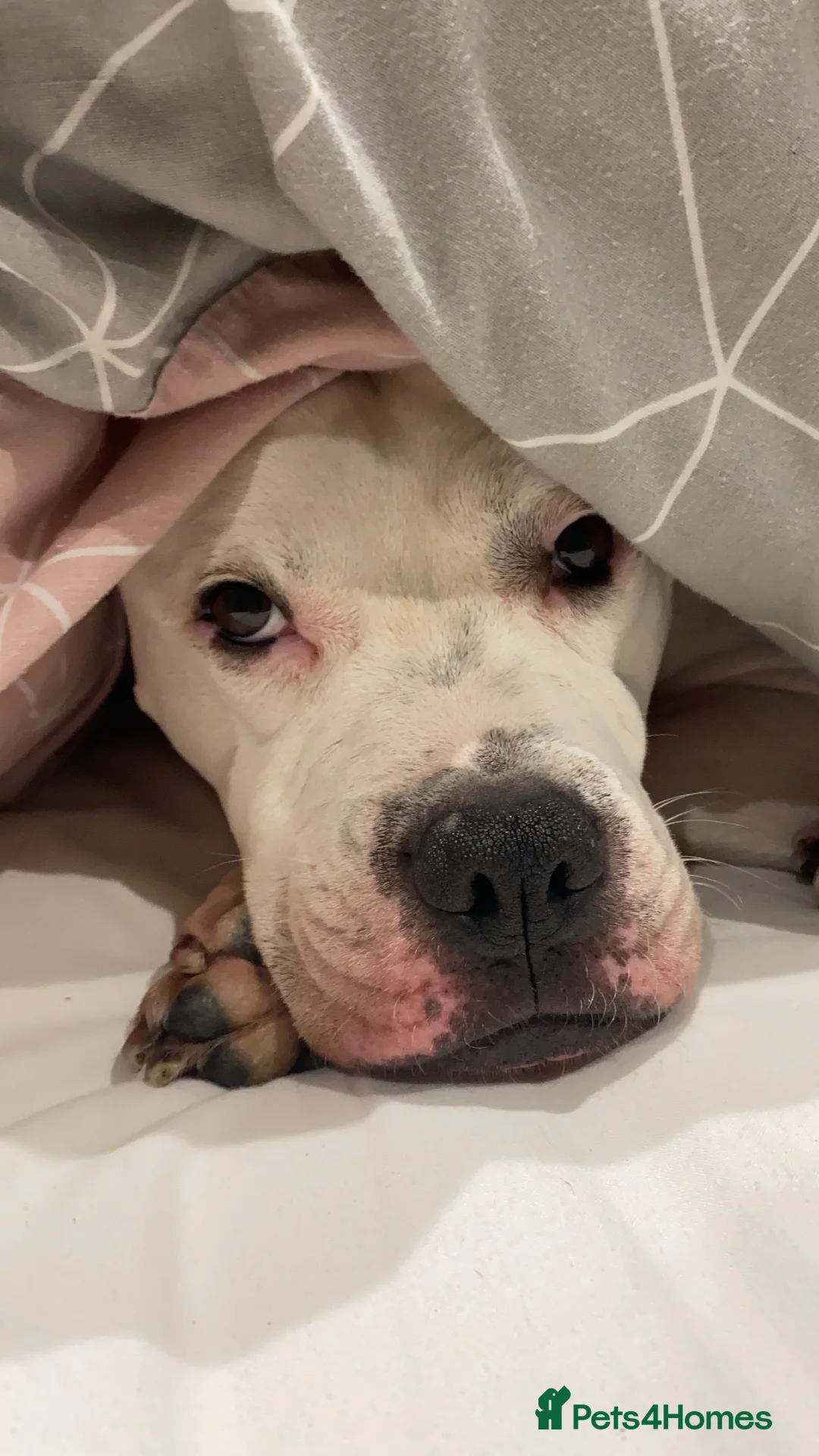 Mixed Breed dogs for sale: Staffy cross boxer - Advert 7