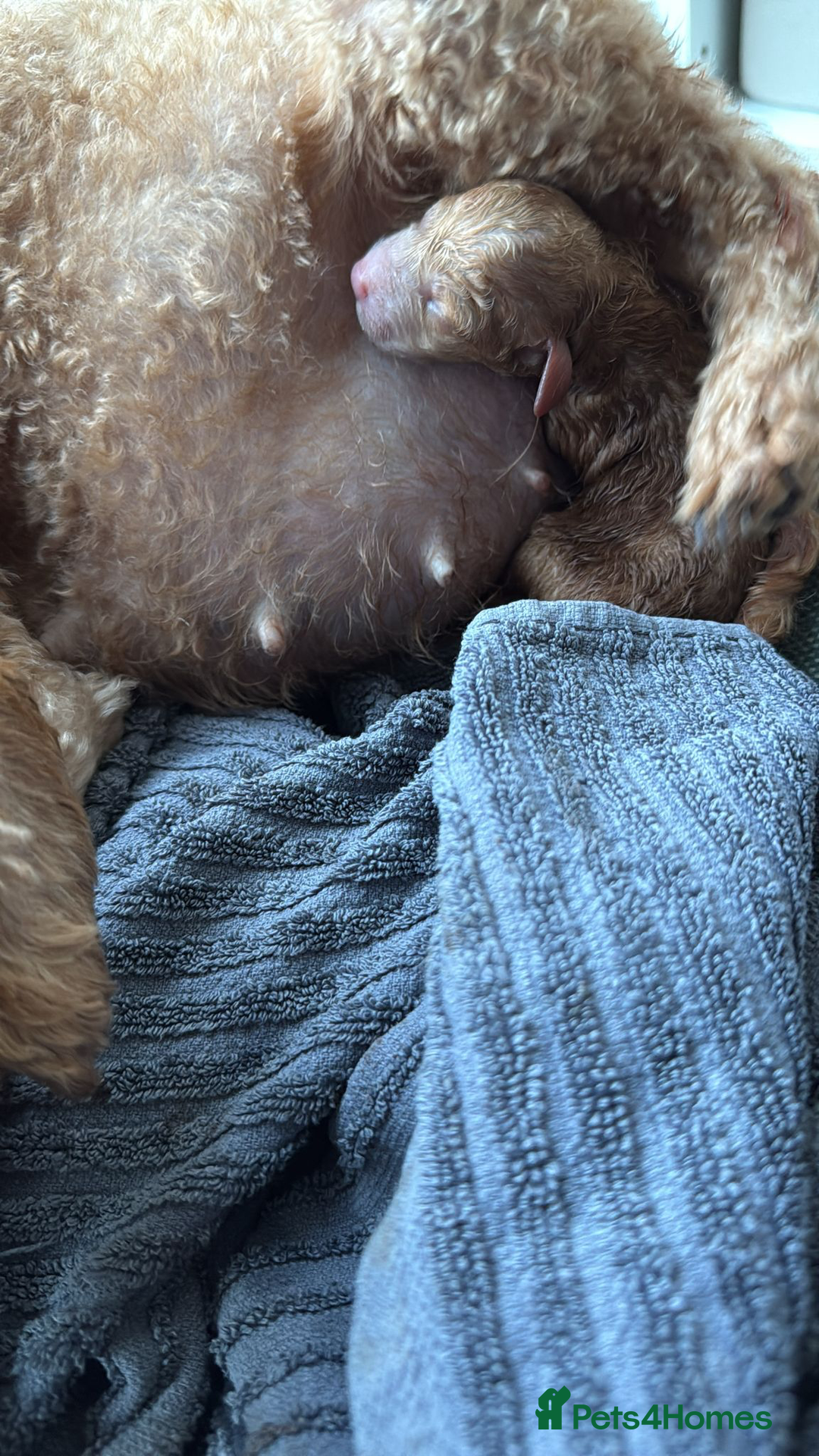 Toy Poodle dogs for sale: Beautiful solid colour toy poodle puppies - Advert 2