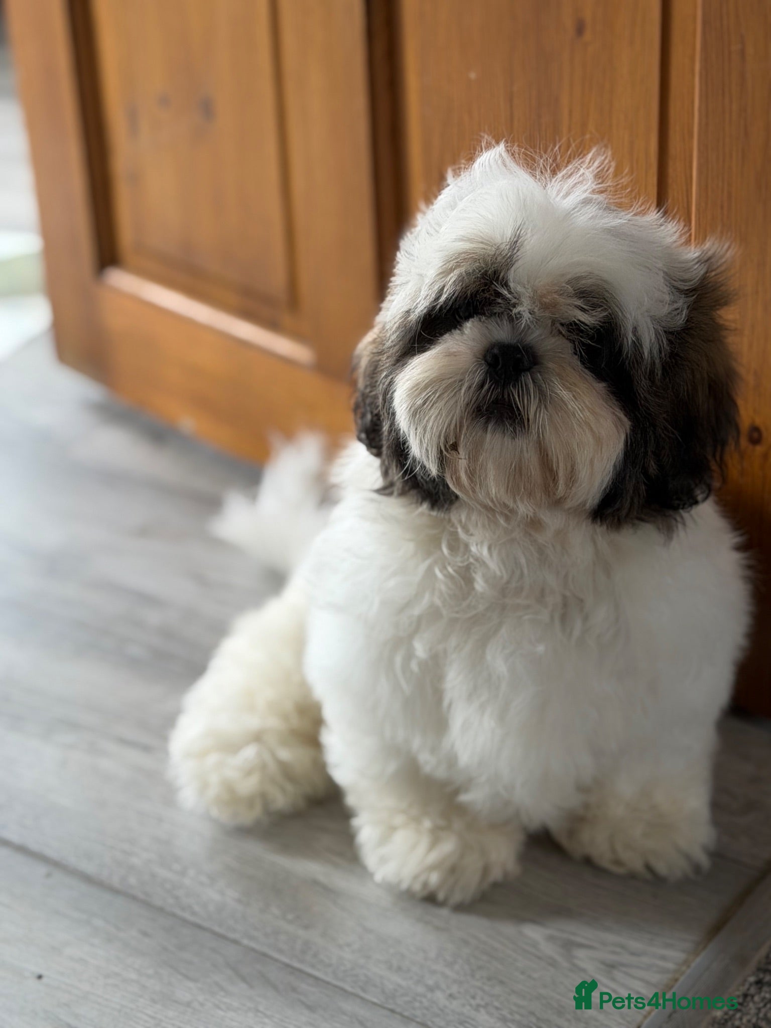 Shih Tzu dogs Champion Bloodline Pure Breed Shih Tzu puppy - Advert 8