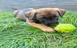 Belgian Shepherd Dog dogs for sale: Stunning Dutch Herder x Alano Español Pups  - Image 22