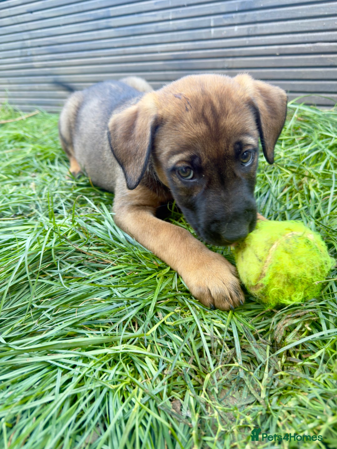 Belgian Shepherd Dog dogs for sale: Stunning Dutch Herder x Alano Español Pups  - Image 22