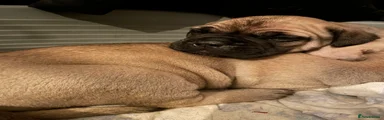 Bullmastiff Puppy 1