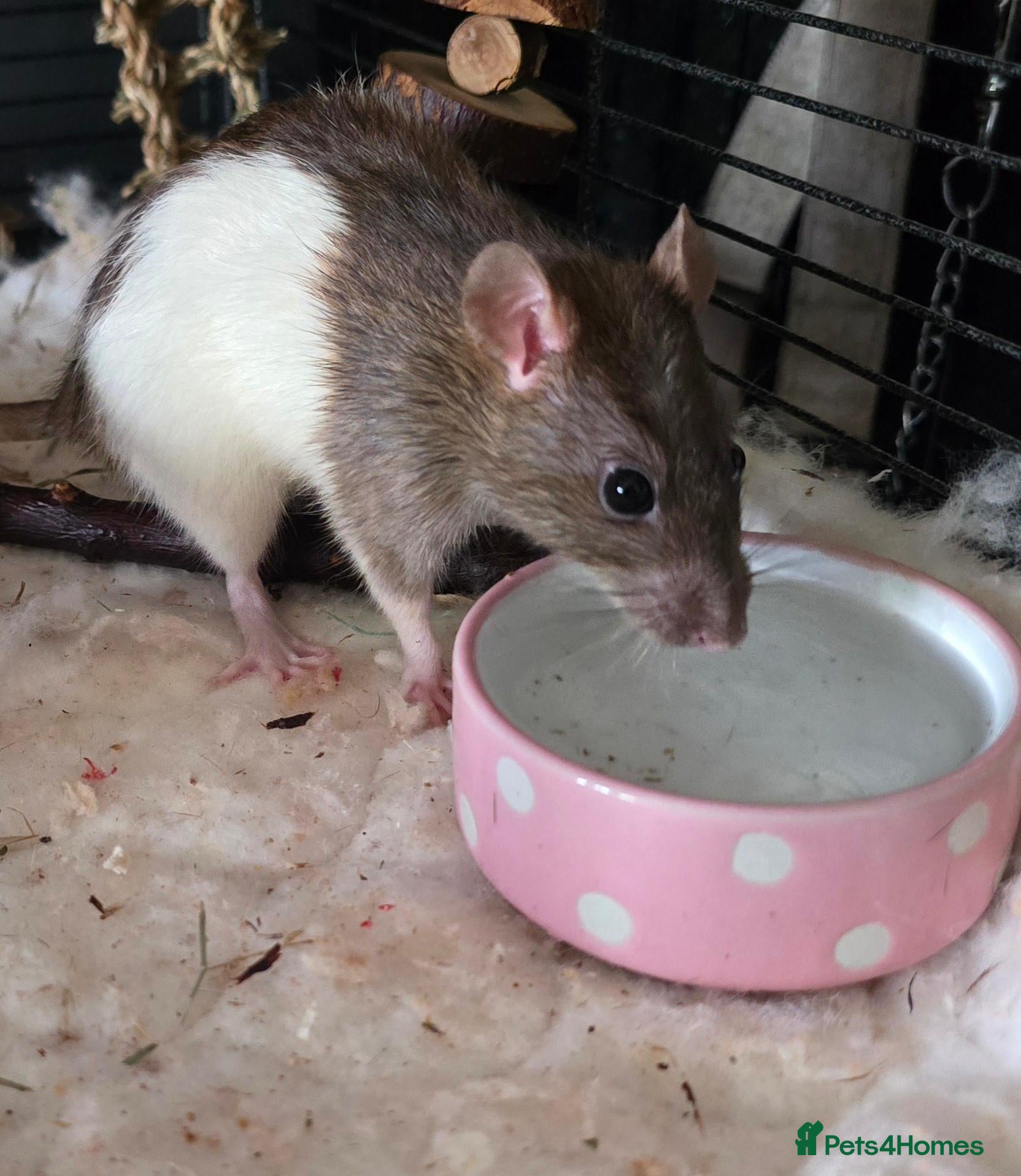 Rat rodents 4 girl rat for sale - Advert 1