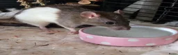 Rat rodents for sale: 4 girl rat for sale - Advert 1
