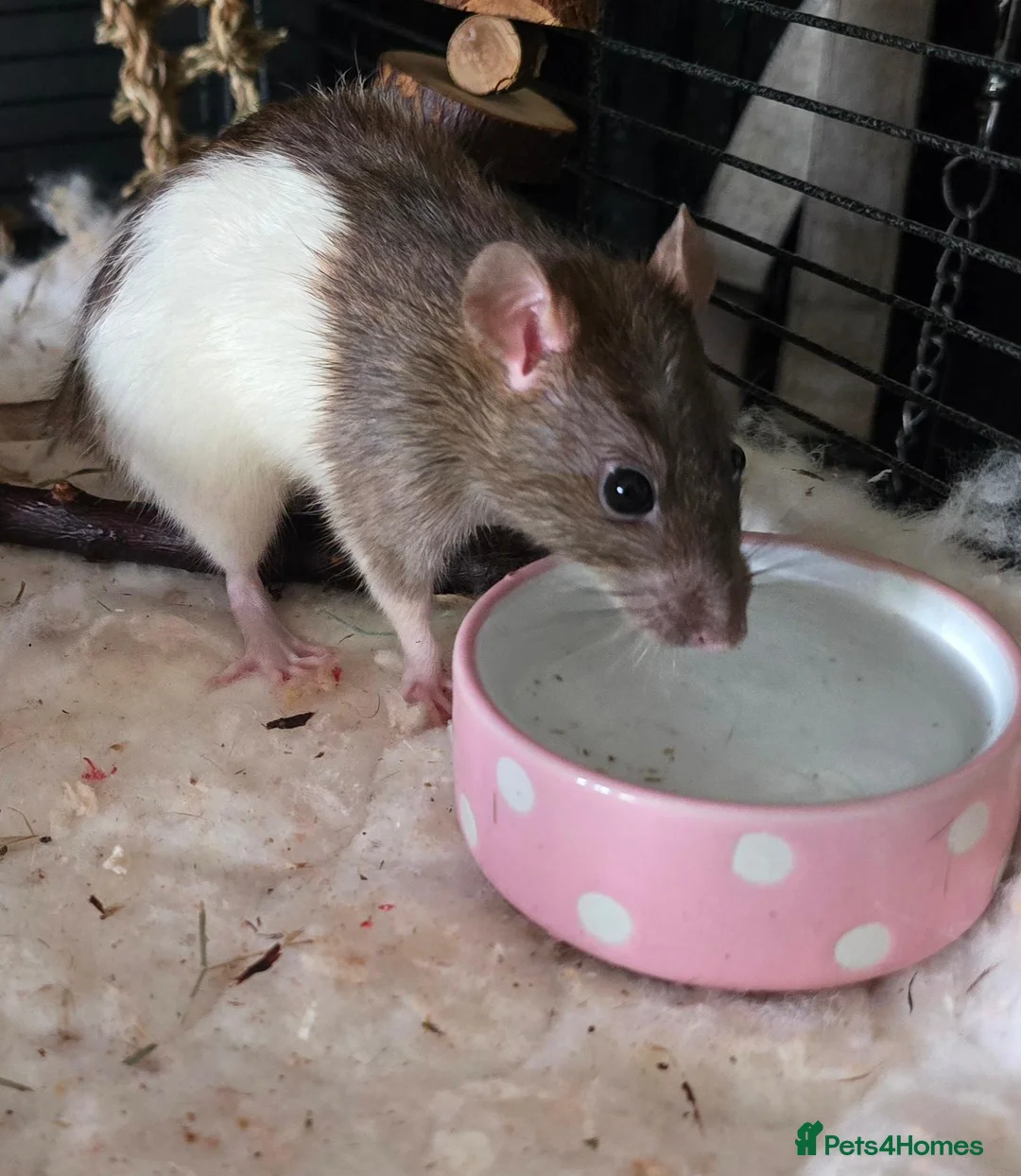 Rat rodents for sale: 4 girl rat for sale - Advert 1