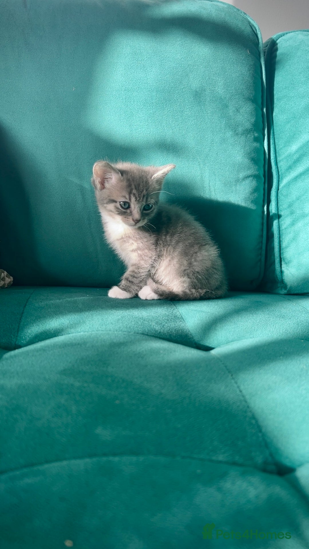 Mixed Breed cats for sale: Cutest tiny silver & gray tabby kittens - Image 3