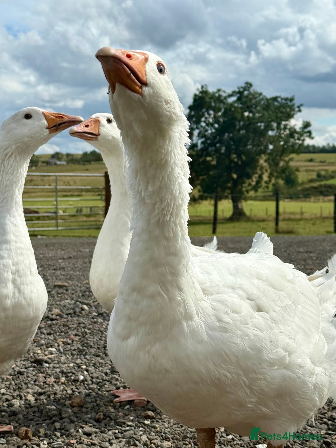 Geese poultry for sale: Quad of Embden Geese - Image 2