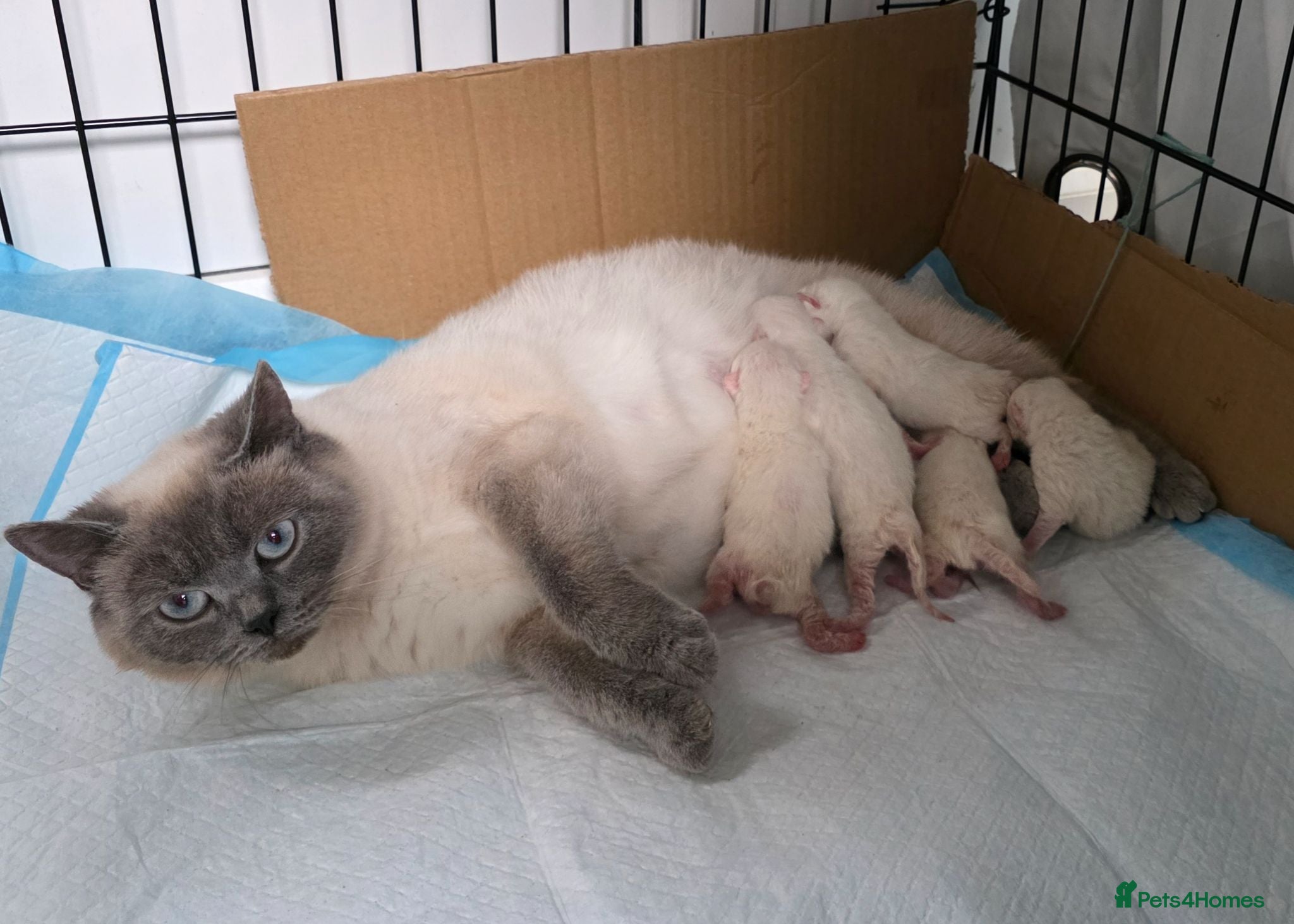 British Shorthair cats Stunning BSH Blue Eyed Kittens - Advert 2