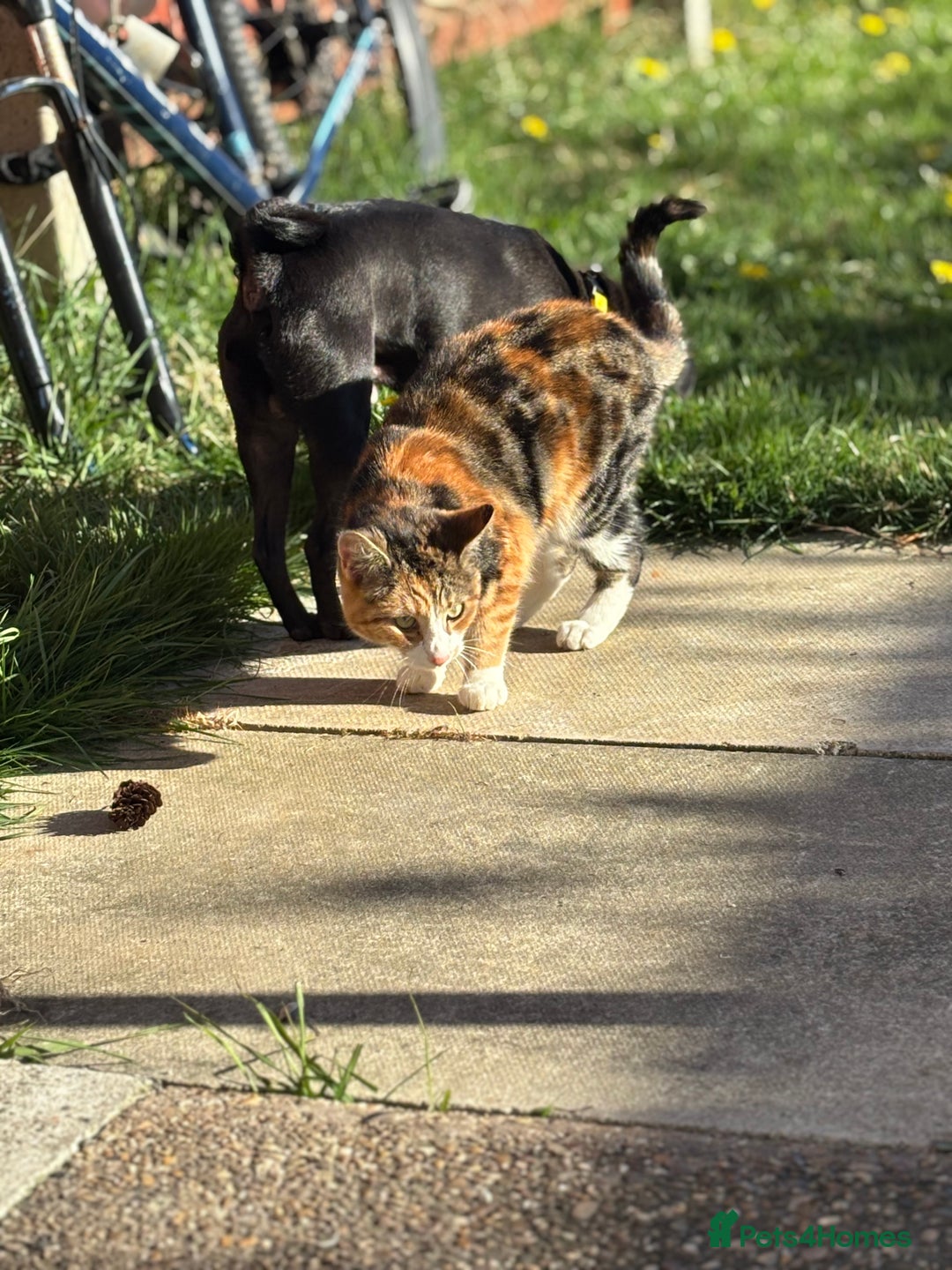 Mixed Breed cats for sale: 2 Bonded Neutered Females - Advert 7