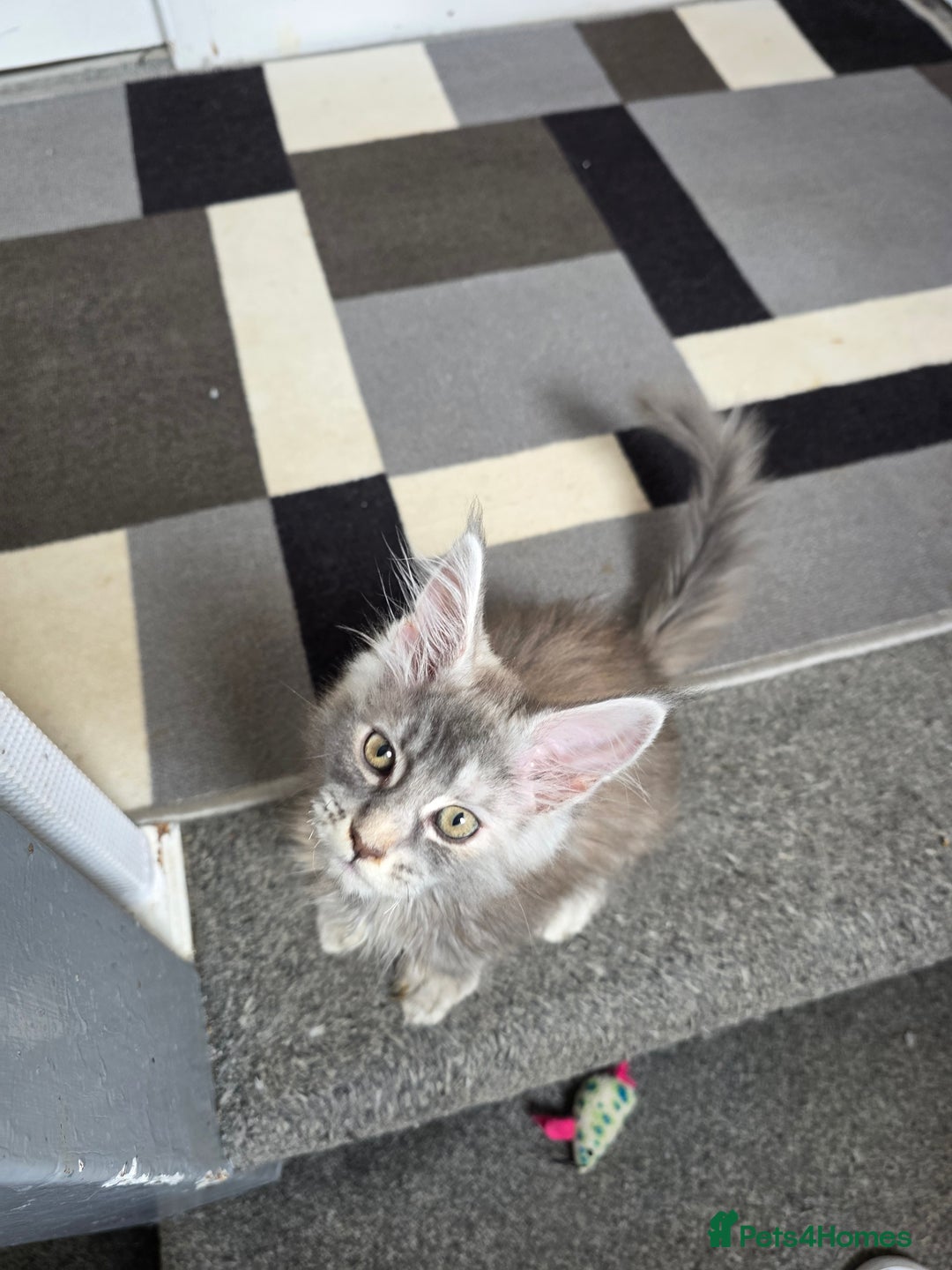 Maine Coon cats for sale: TICA REGISTERED STUNNING MAINE COON KITTENS  in Blackpool - Image 8