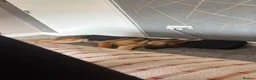 German Shepherd dogs for sale: Gorgeous 11 month's boy looking for his ideal home - Advert 4