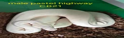 Mixed Breed reptiles for sale: Selling all reptiles reduced prices - Advert 7
