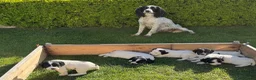 English Springer Spaniel dogs for sale: Beautiful English Springer Spaniel Puppies - Advert 2