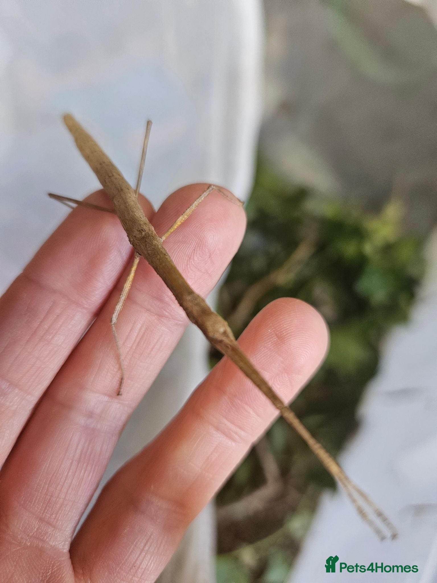 Stick Insects invertebrates 10 Baby Stick Insects – Healthy Young Nymphs 🪵 - Advert 6