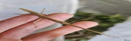 Stick Insects invertebrates for sale: 10 Baby Stick Insects – Healthy Young Nymphs 🪵 in Wick - Advert 1