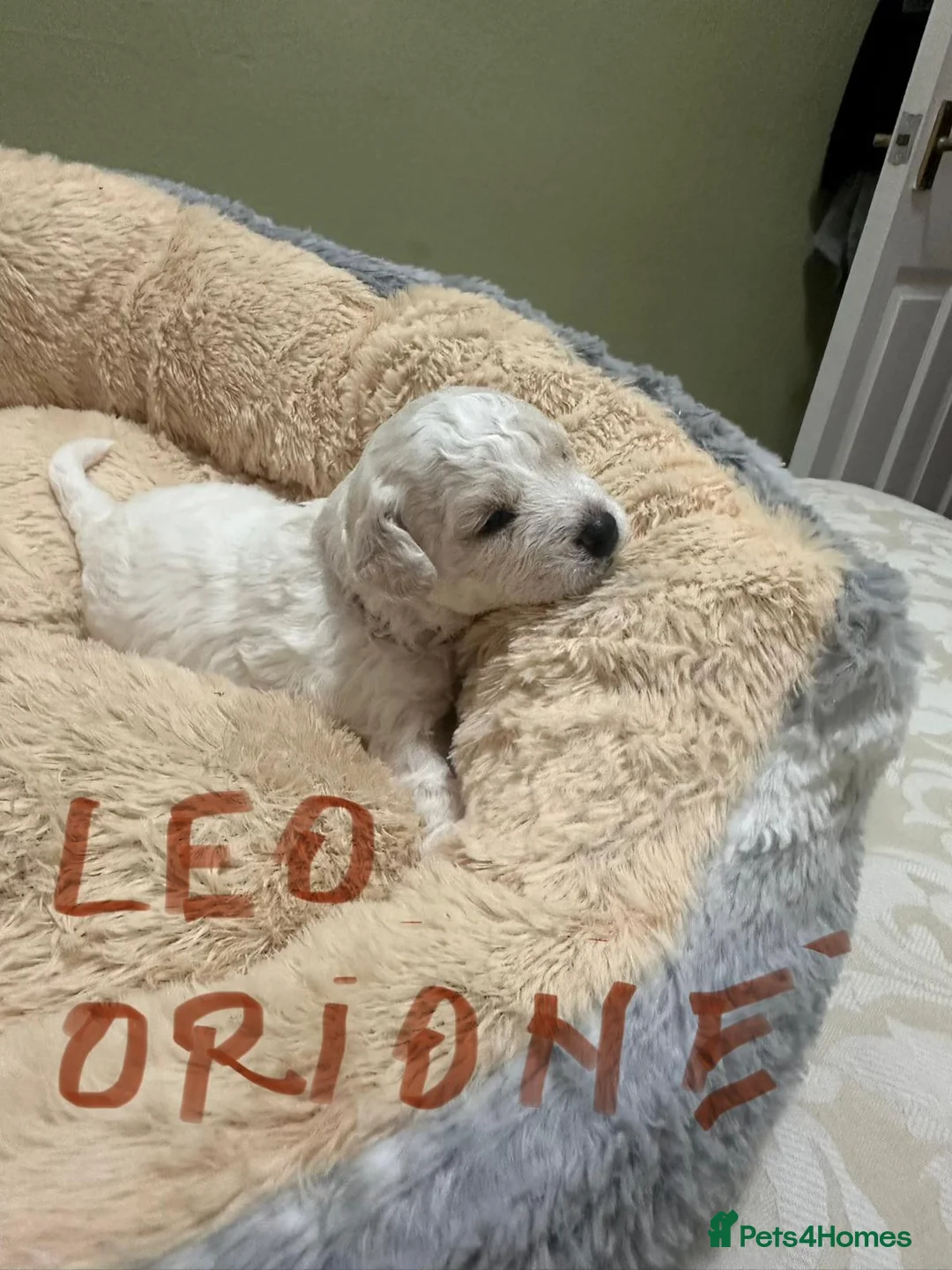 Bichon Frise dogs for sale: Beautiful bichon frisee puppies - Advert 2