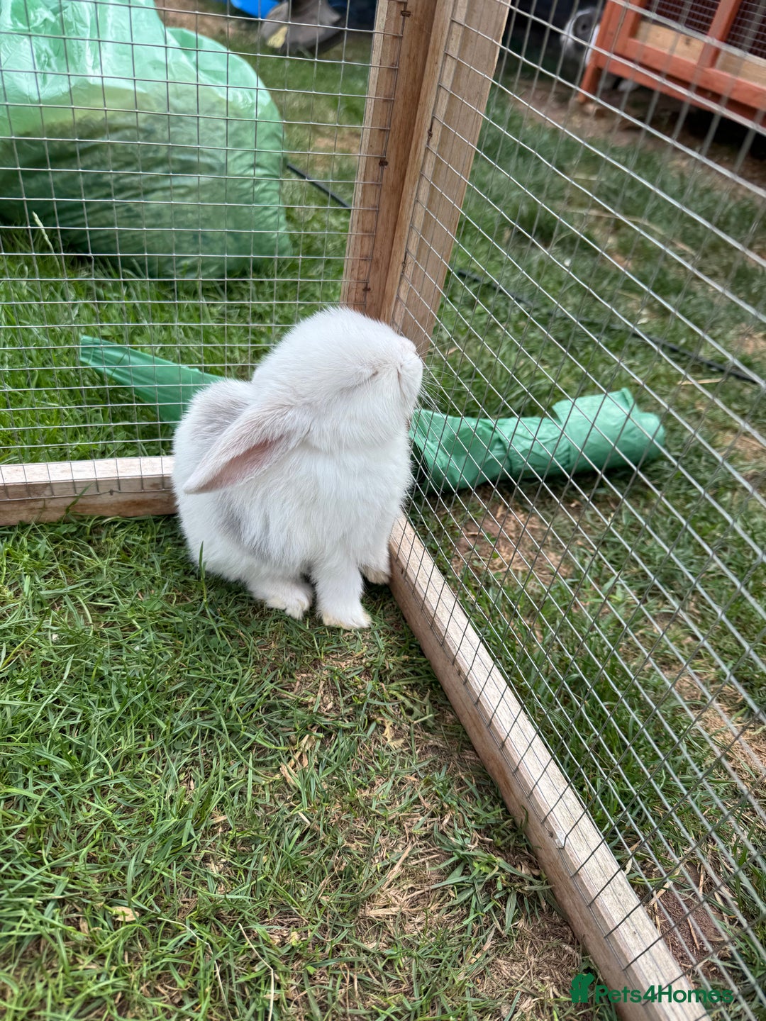 Dwarf Lop rabbits for sale: Drawf Lops - Image 9