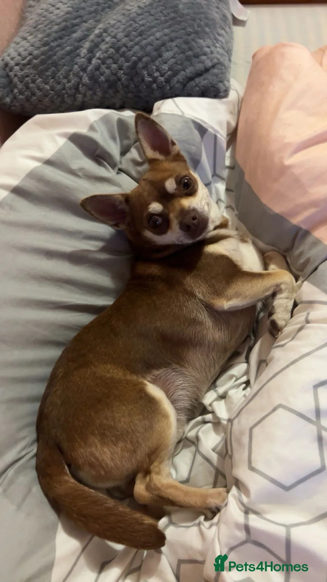 Chorkie dogs for sale: Beautiful chorkies  - Advert 22