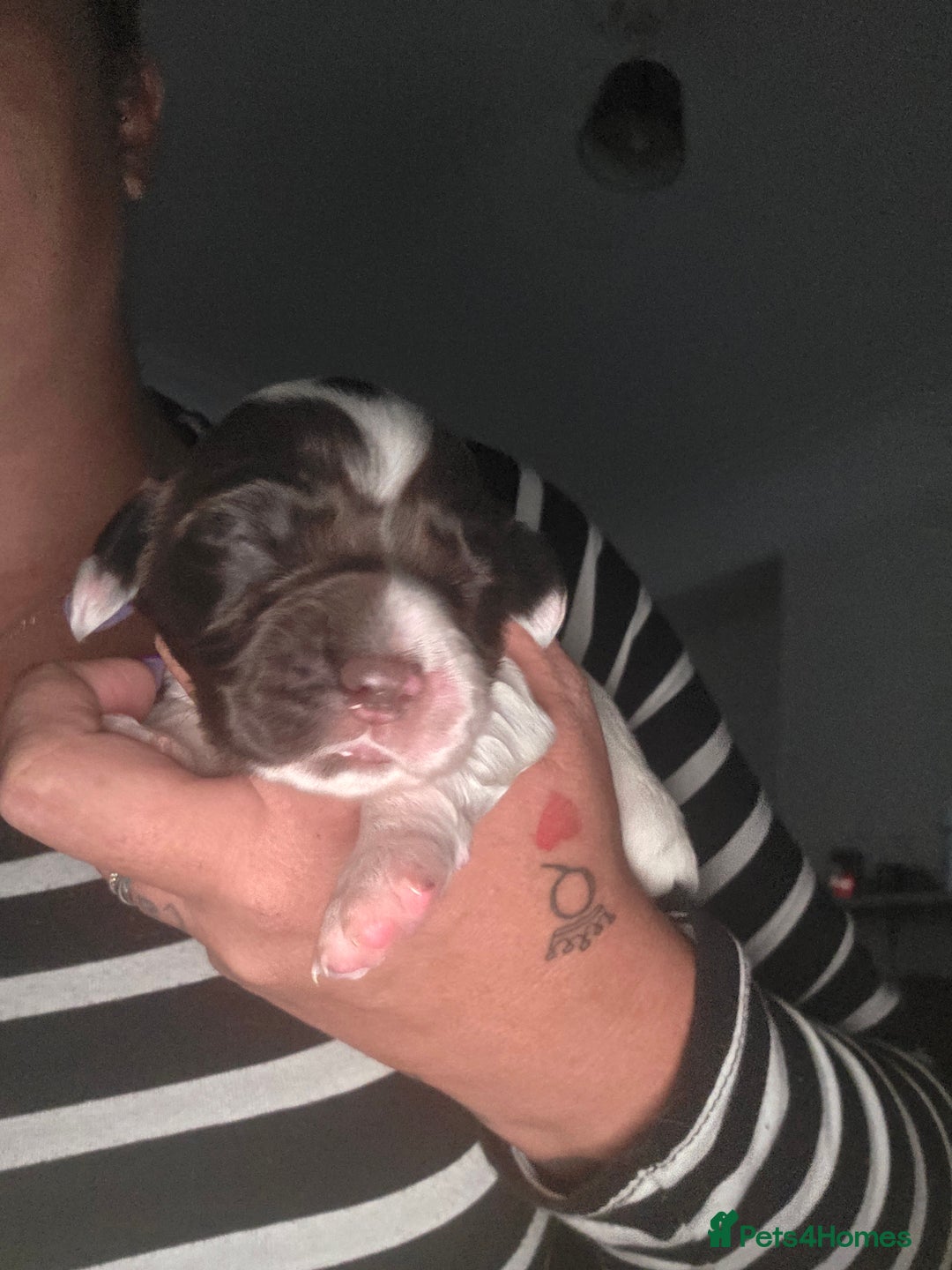 Sprocker dogs for sale: 6 Sprocker Pups - Image 9