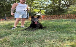 Belgian Shepherd Dog dogs for sale: Blue Dutch Herder - Image 7