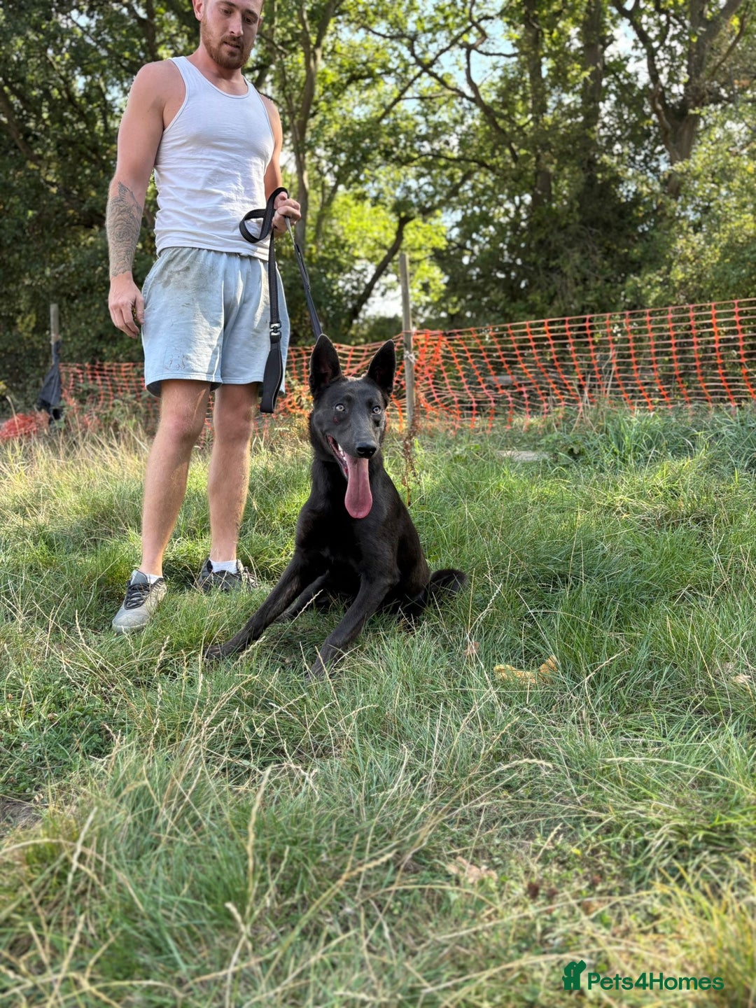 Belgian Shepherd Dog dogs for sale: Blue Dutch Herder - Image 7