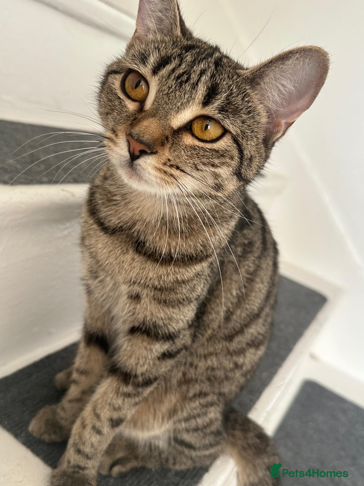 Bengal cats Loving cat seeking forever home asap - Advert 4