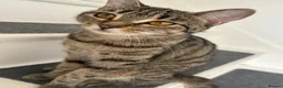 Bengal cats for sale: Loving cat seeking forever home asap - Advert 1