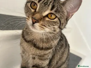 Bengal cats Loving cat seeking forever home asap - Advert 4