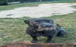 Cane Corso dogs for sale: Reggie Cane corso  - Image 7
