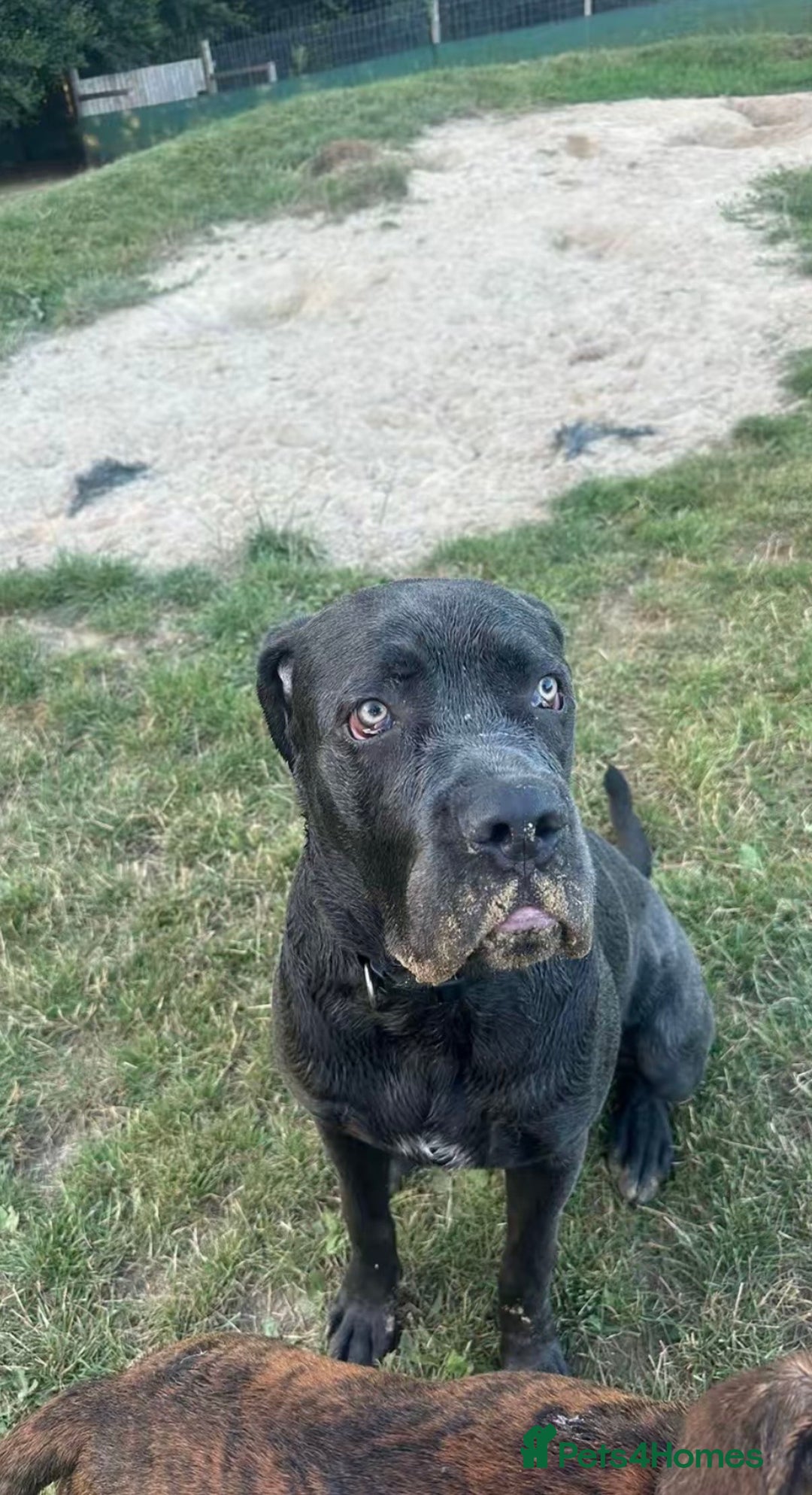 Cane Corso dogs for sale: Reggie Cane corso  - Image 7