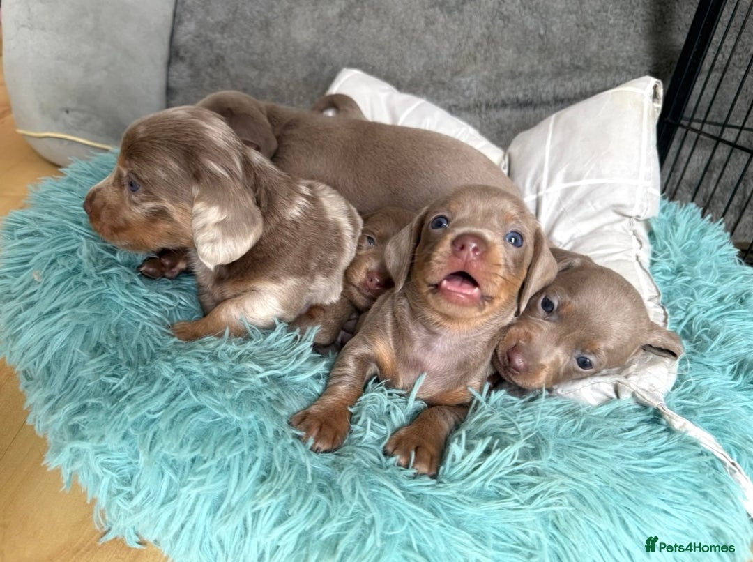 Miniature Dachshund dogs for sale: Isabella-choco long&short hair miniature dachshund - Image 5