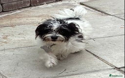 Jackapoo dogs for sale: 2 Toy poodle 3/4 Boys - Image 5