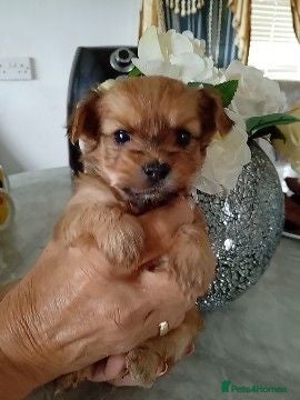 Chorkie dogs Chorkies - Advert 14