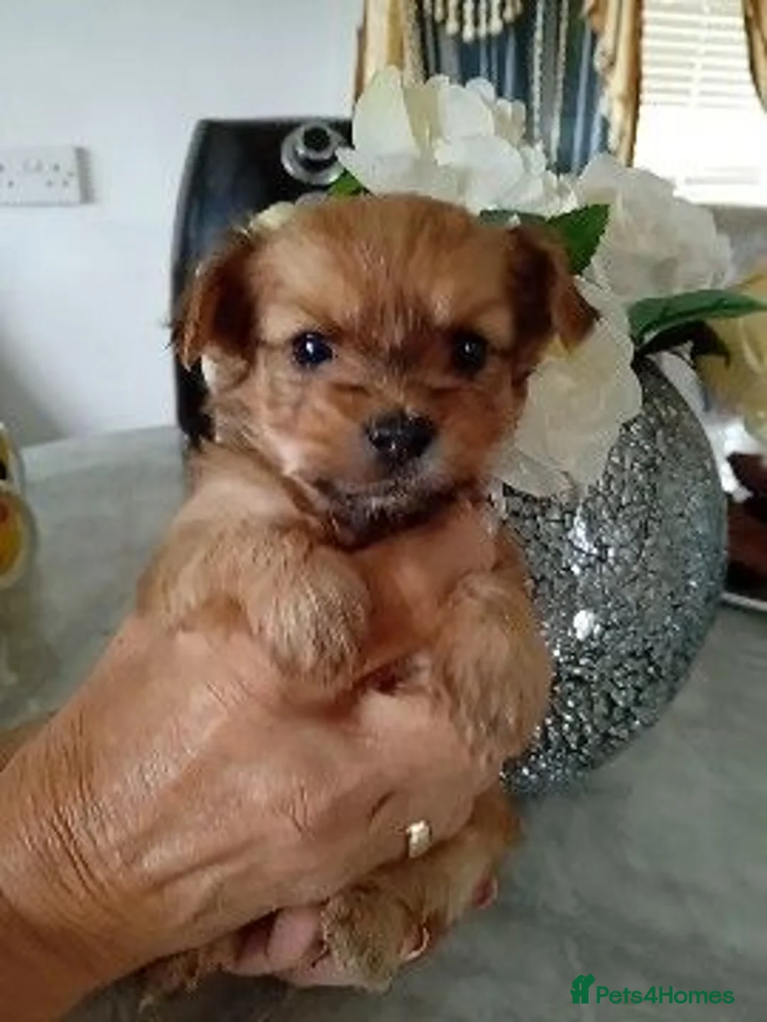 Chorkie dogs for sale: Chorkies - Advert 1