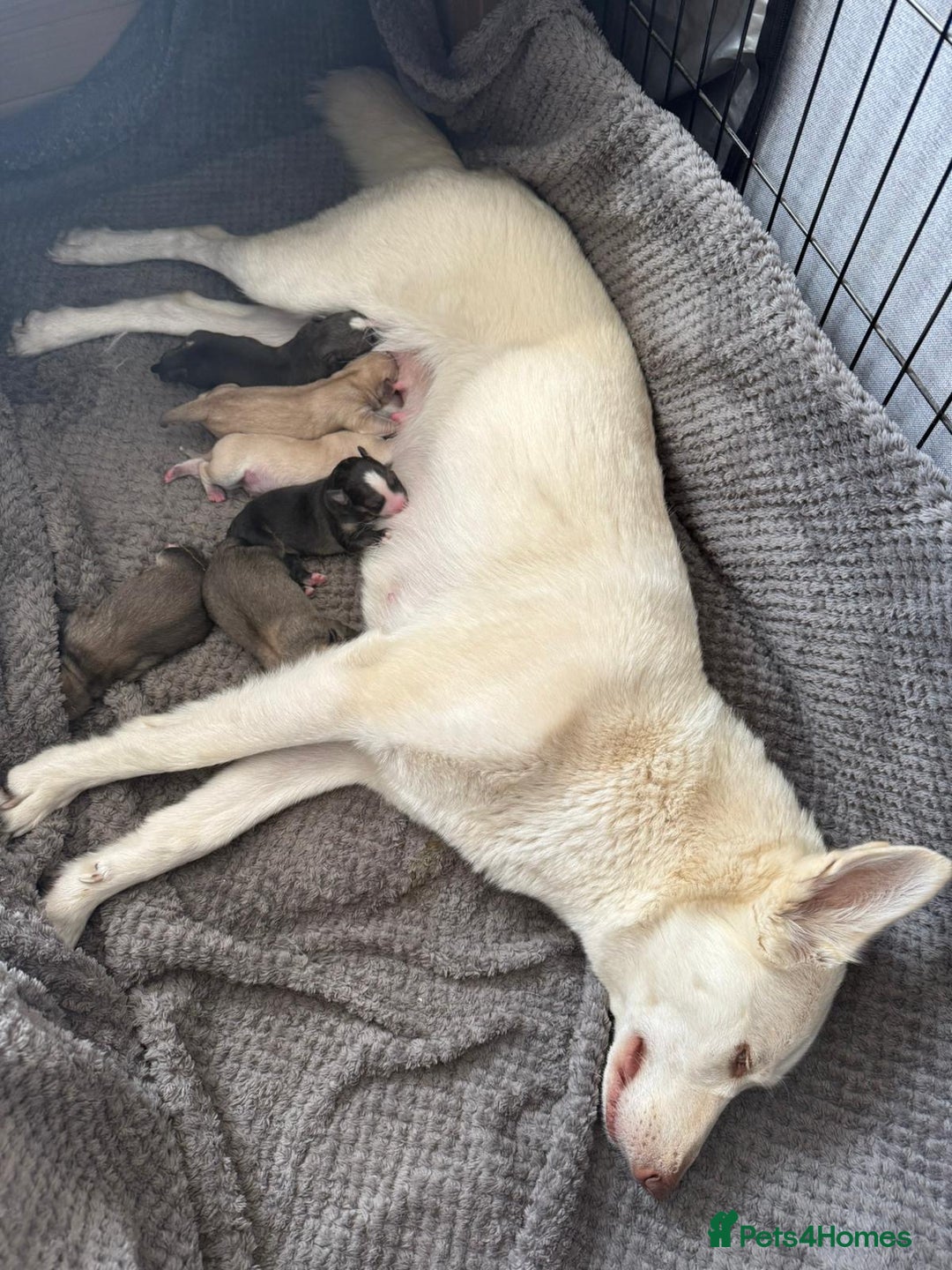 Pomsky dogs for sale: Adorable Blue Eyed 🐾 Long Eared Pomskies  - Image 6