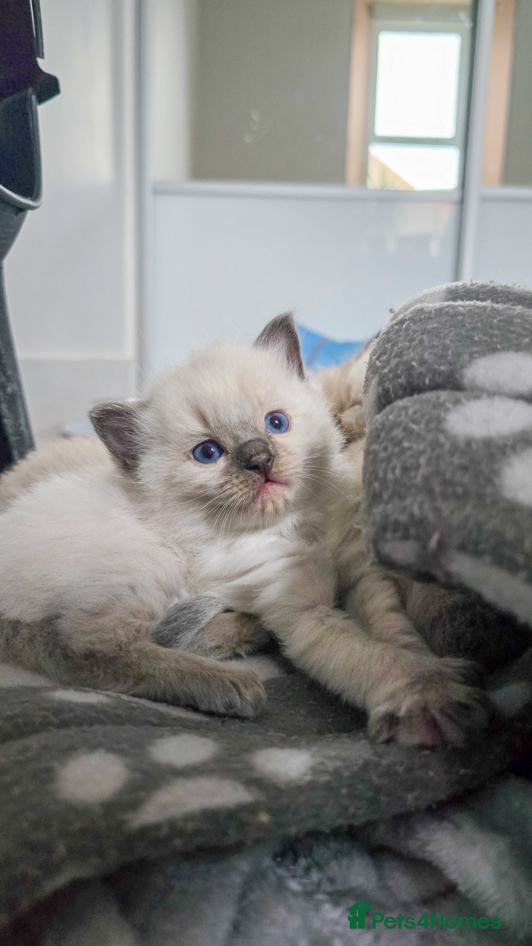 Ragdoll cats for sale: Beautiful kittens looking for their forever home - Image 6