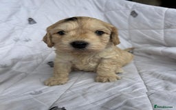 Cockapoo dogs for sale: Cockapoo puppies beautiful colours  - Image 21