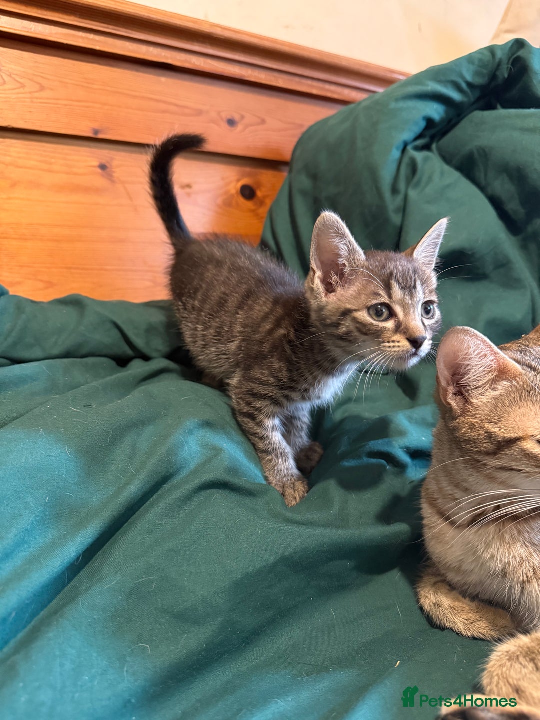Mixed Breed cats for sale: 5 beautiful European short hair calico tabby’s  - Image 14
