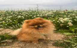 Pomeranian dogs for stud: 5 Gen Pedigree Pom ** ** boy for stud  - Image 6