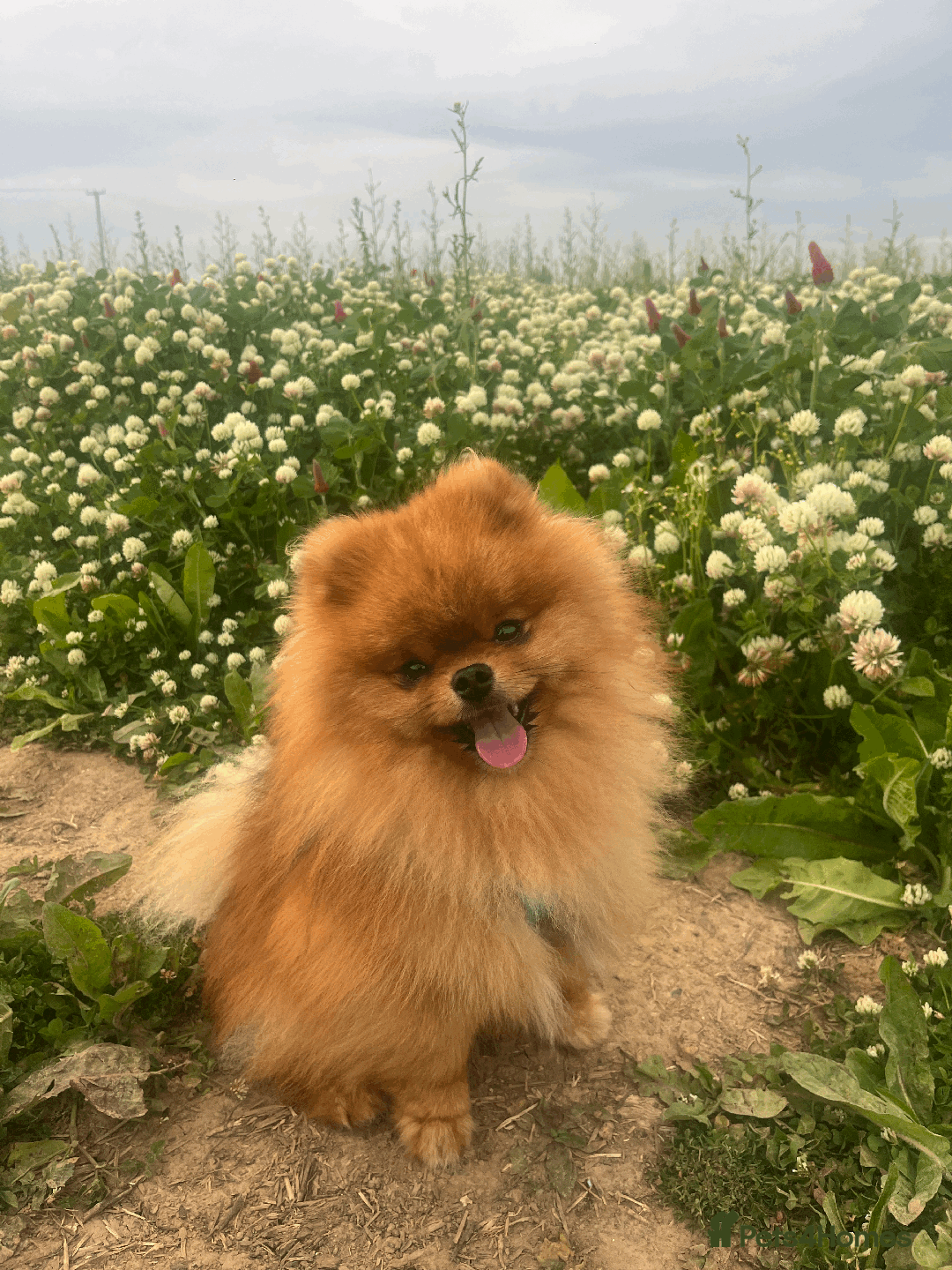 Pomeranian dogs for stud: 5 Gen Pedigree Pom ** ** boy for stud  - Image 6