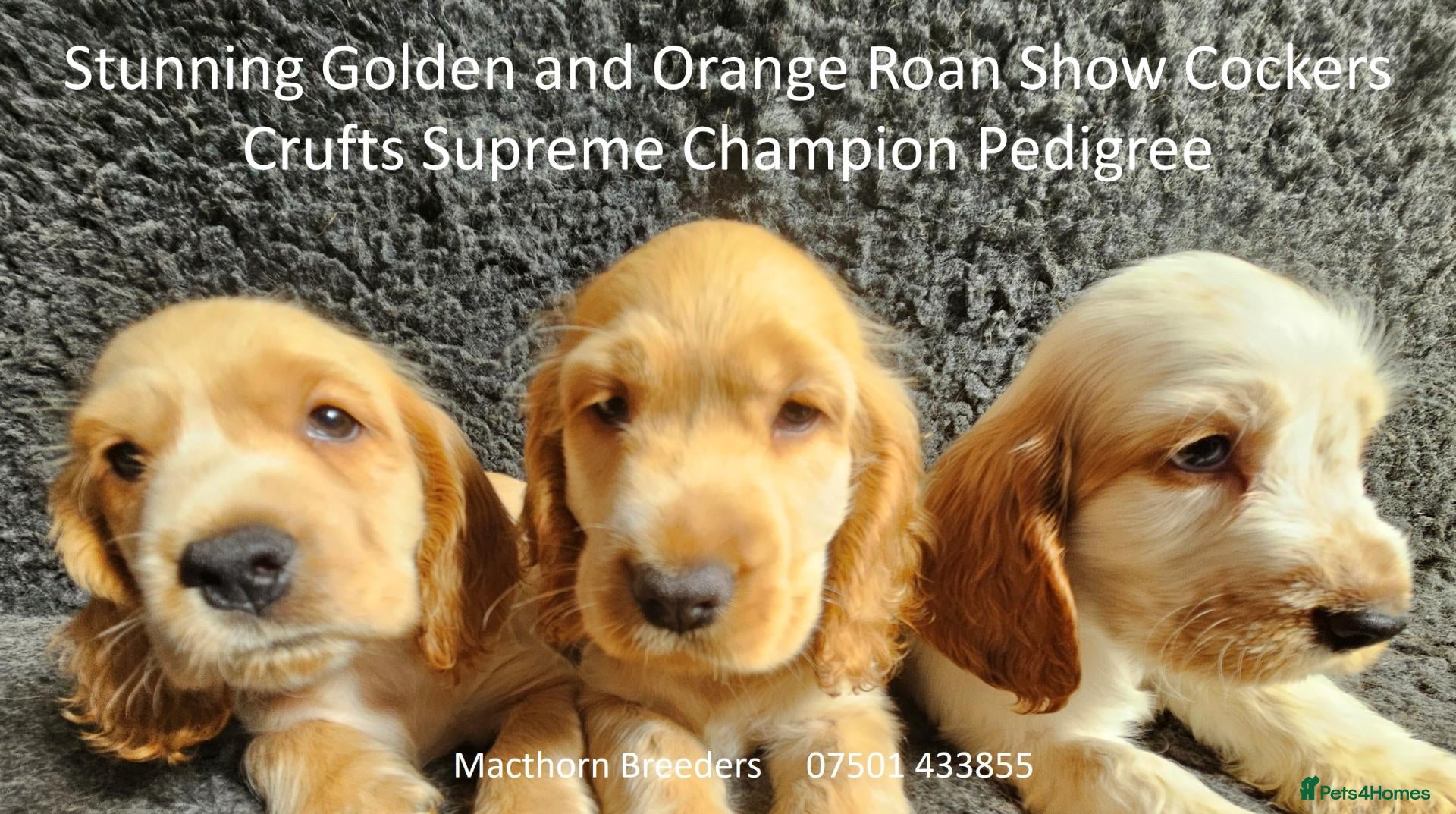 Cocker Spaniel dogs Beautiful Show Cockers - KC Reg, Health Checked - Advert 2