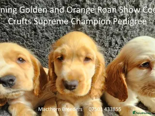 Cocker Spaniel dogs Beautiful Show Cockers - KC Reg, Health Checked - Advert 1