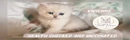 British Longhair cats for sale: Stunning Silver Tipped Longhair Kittens - Advert 4