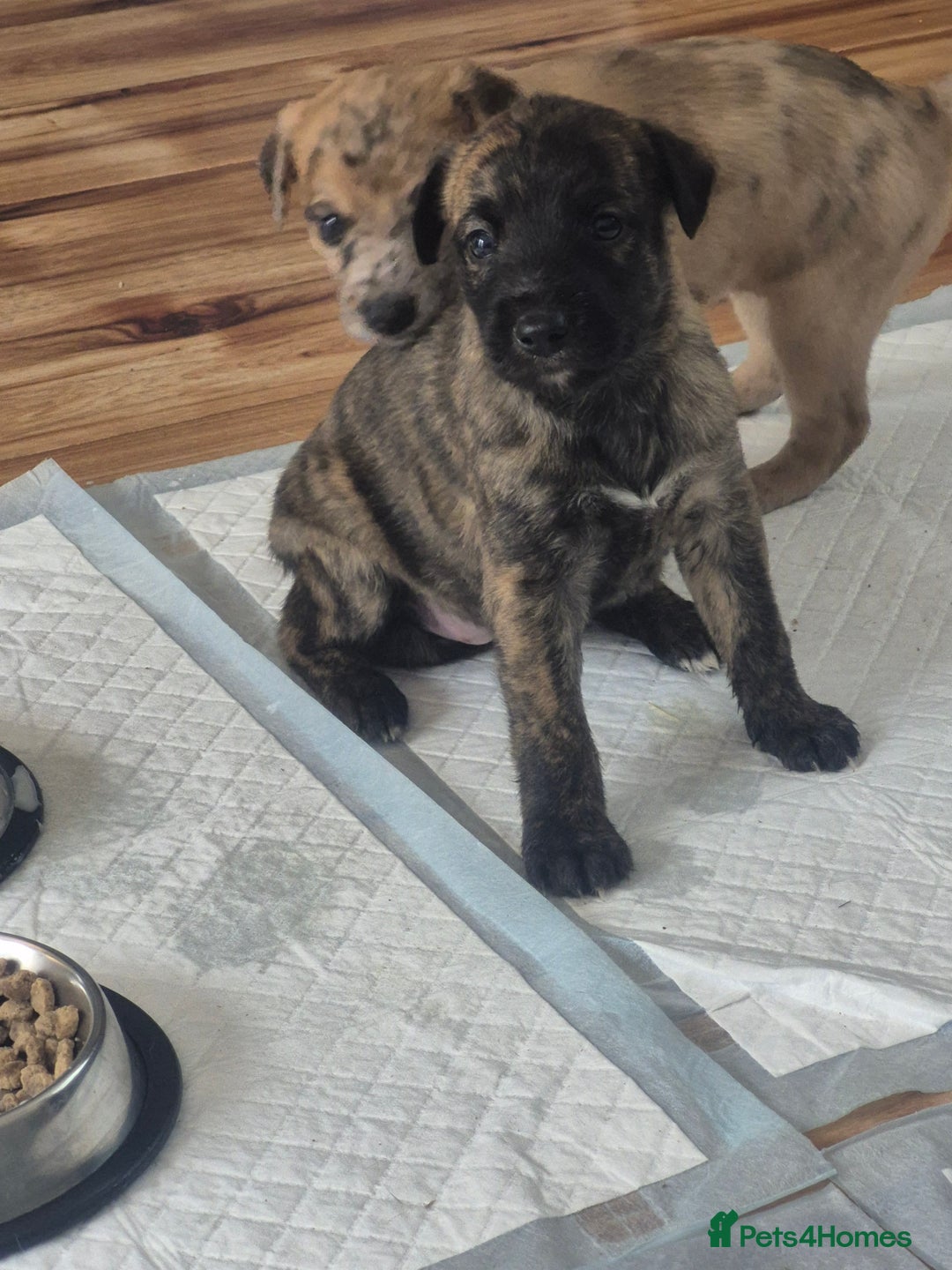 Whippet dogs for sale: Whippet puppies for sale  - Image 4